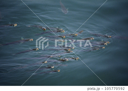 水面の餌をとるボラ　海面の餌をとるボラ　ボラの群れ 105770592