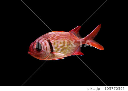 クロオビマツカサ 黒バック クロオビマツカサ 黒バック 105770593