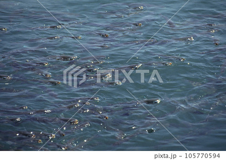 水面の餌をとるボラ 海面の餌をとるボラ ボラの群れ 水面の餌をとるボラ 海面の餌をとるボラ ボラの群れ 105770594