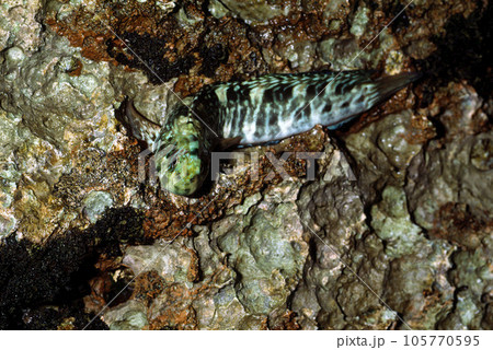 潮に取り残された魚　カエルウオ 105770595