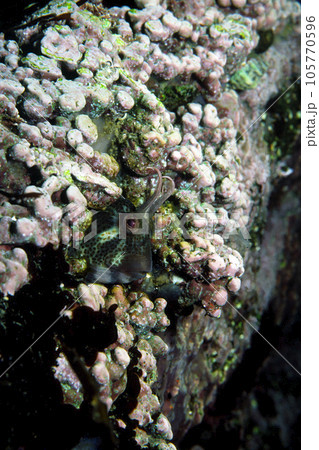 イソギンポ　海中写真 105770596