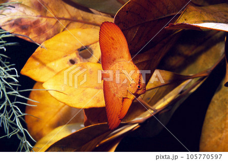 ナンヨウツバメウオ　幼魚　流れ藻の生物 105770597