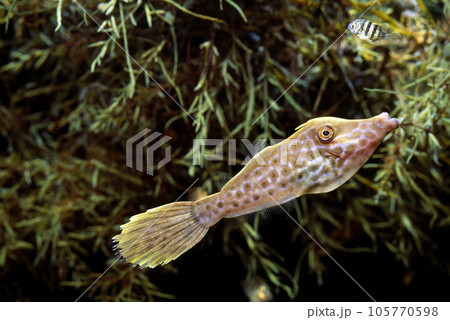 ソウシハギ　幼魚　流れ藻の生物 105770598