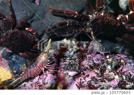 岩陰の生物　潮溜まりの岩陰　サラサエビ　ショウジンガニ 105770603