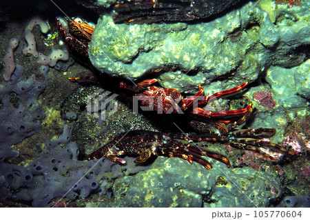岩陰に潜むカニ カニ ショウジンガニ 岩陰に潜むカニ カニ ショウジンガニ 105770604