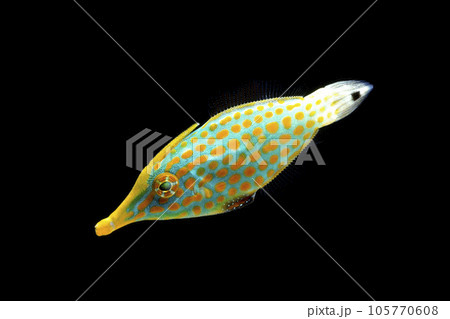 テングカワハギ　黒バック 105770608