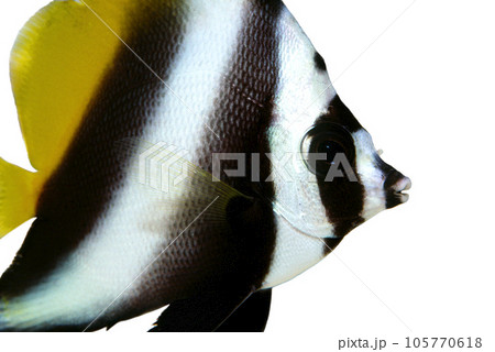 シマハタタテダイ　アップ　ポートレート　白バック 105770618