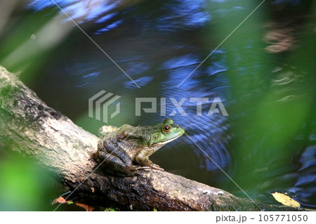 ウシガエル 105771050