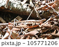 蛇ジムグリ 105771206
