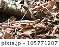 蛇ジムグリ 105771207