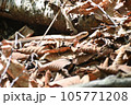 蛇ジムグリ 105771208