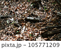 蛇ジムグリ 105771209