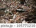 蛇ジムグリ 105771210