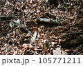 蛇ジムグリ 105771211