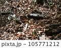 蛇ジムグリ 105771212