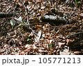 蛇ジムグリ 105771213