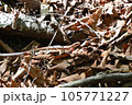 蛇ジムグリ 105771227
