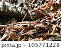 蛇ジムグリ 105771228