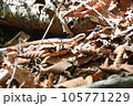 蛇ジムグリ 105771229