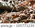 蛇ジムグリ 105771230