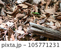 蛇ジムグリ 105771231
