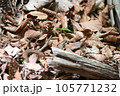 蛇ジムグリ 105771232