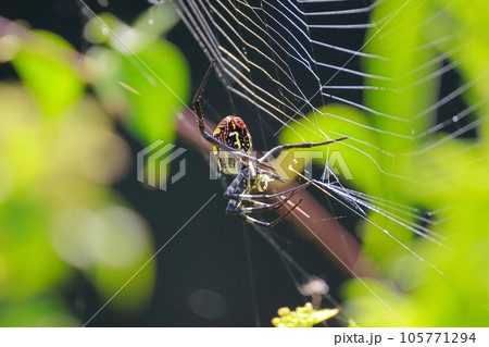 巣を張るジョロウグモ 105771294