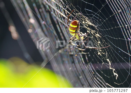 巣を張るジョロウグモ 105771297