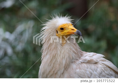 エジプトハゲワシの横顔 105771522