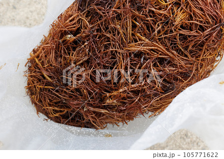 布海苔収穫体験_収穫した布海苔(青森県風間浦村) 布海苔収穫体験_収穫した布海苔(青森県風間浦村) 105771622