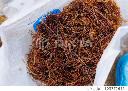 布海苔収穫体験_収穫した布海苔（青森県風間浦村） 105771633