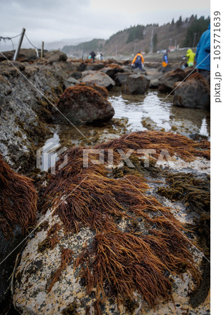 布海苔収穫体験ツアー_岩場（青森県風間浦村） 105771639