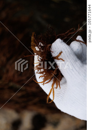 布海苔収穫体験ツアー_布海苔の収穫（青森県風間浦村） 105771644