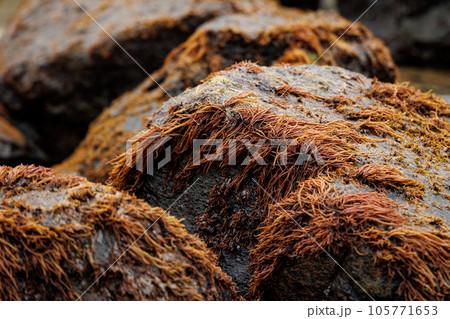 下北半島の布海苔収穫体験_収穫前の布海苔（青森県風間浦村） 105771653