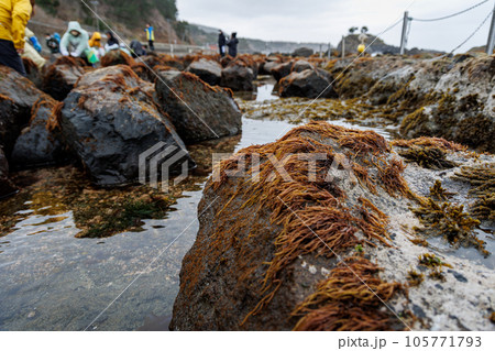 ふのり体験ツアー（青森県風間浦村） 105771793