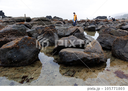 布海苔体験ツアー_岩に付いた布海苔（青森県風間浦村） 105771803