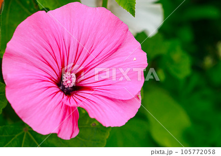 Pink flower Lavatera rose mallow 105772058