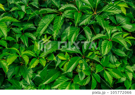 Young green grape vine close up. 105772066