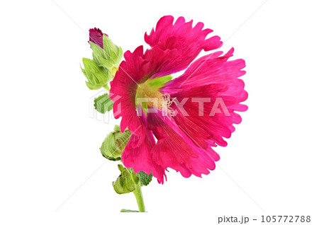 【タチアオイ】 (深度合成) 105772788