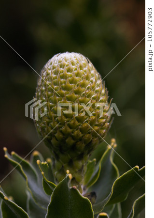 Yellow Bird Pincushion Flower Bud Close-up (Leucospermum cordifolium) 105772903
