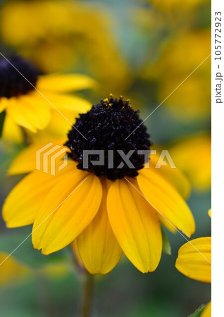 ミツバオオハンゴンソウ(三葉大反魂草) ミツバオオハンゴンソウ(三葉大反魂草) 105772923