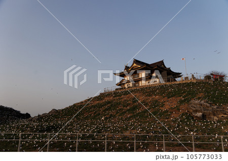 春の蕪島神社とうみねこ(青森県八戸市) 春の蕪島神社とうみねこ(青森県八戸市) 105773033