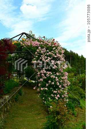 庭園の花 バラ 庭園の花 バラ 105773086