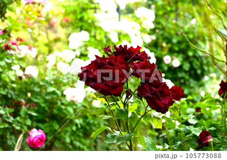 庭園の花 バラ 庭園の花 バラ 105773088