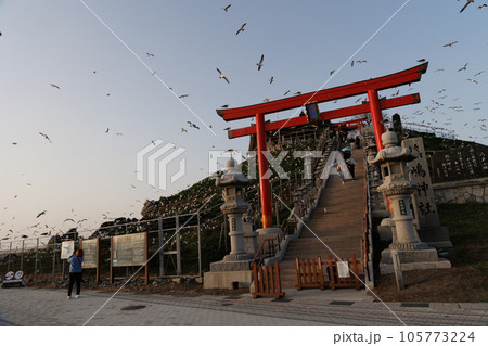 春の蕪島神社と鳥居のうみねこ(青森県八戸市) 春の蕪島神社と鳥居のうみねこ(青森県八戸市) 105773224