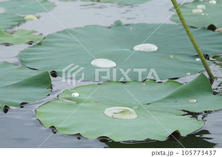 ハスの葉の水滴 105773437