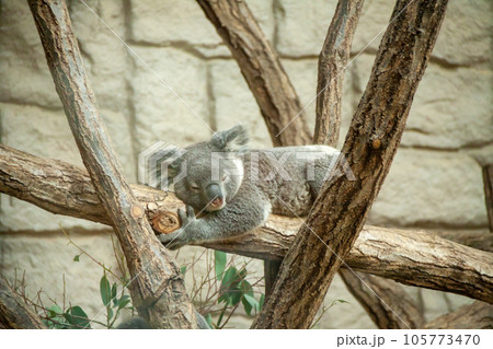 コアラ 105773470