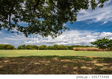夏の淀川河川公園風景　大阪府寝屋川市 105773490