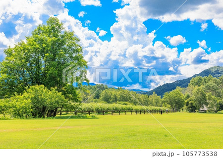 のどかな夏の風景：緑の牧場 105773538