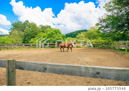 のどかな夏の風景:緑の牧場 のどかな夏の風景:緑の牧場 105773548